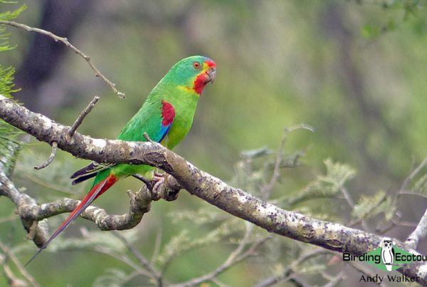 Australia birding