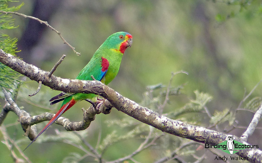 Australia birding