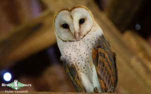 Owls of Southern Africa