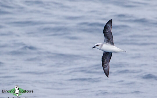 Australia birding