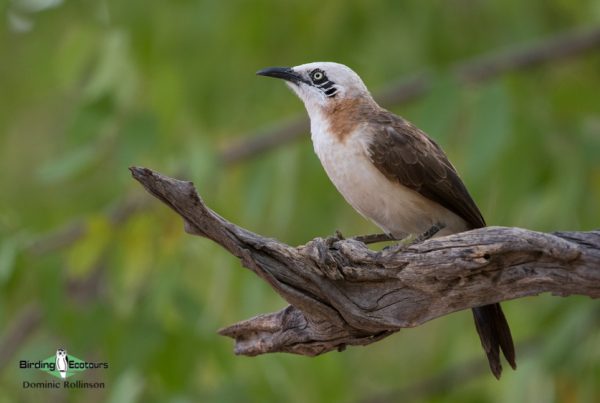 Namibia trip report