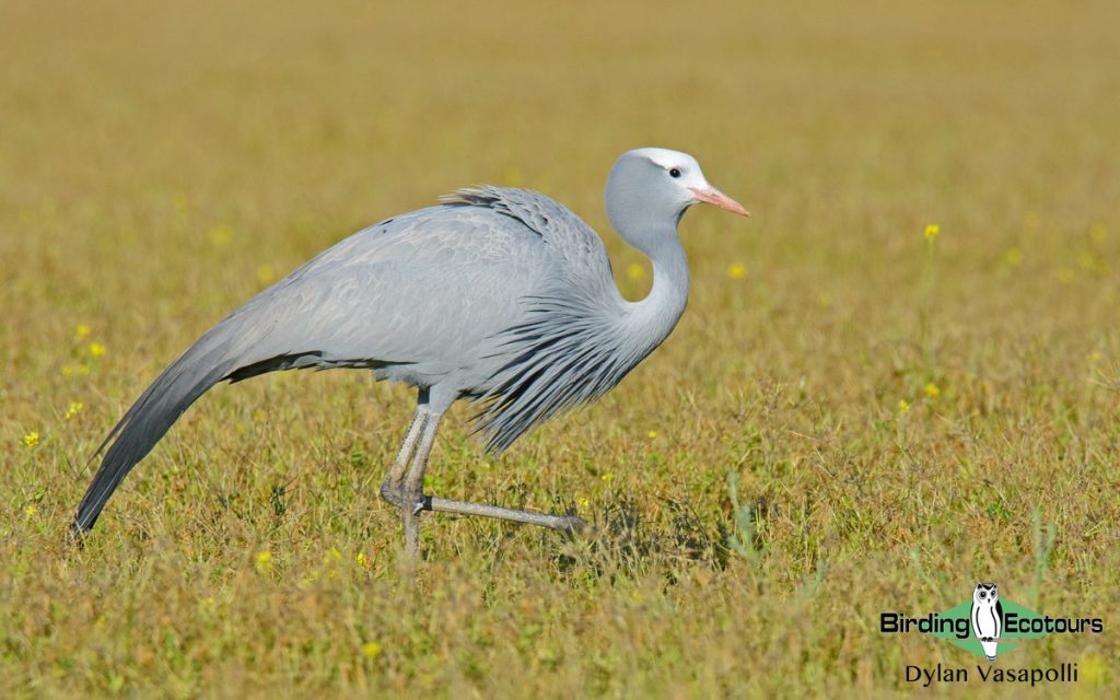 Endemic birds of South Africa