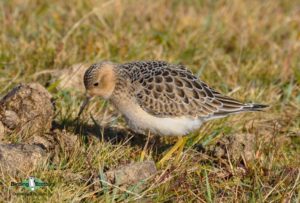 Canada birding tours