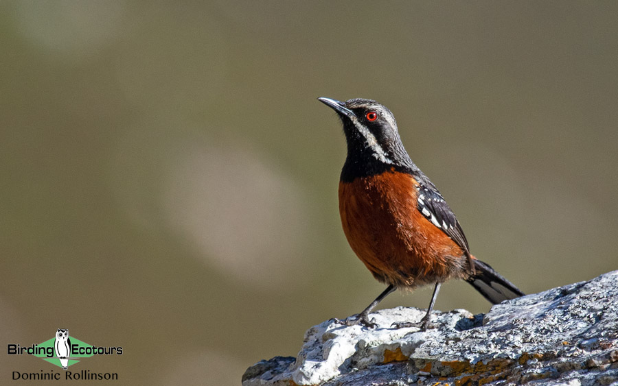 Endemic birds of South Africa