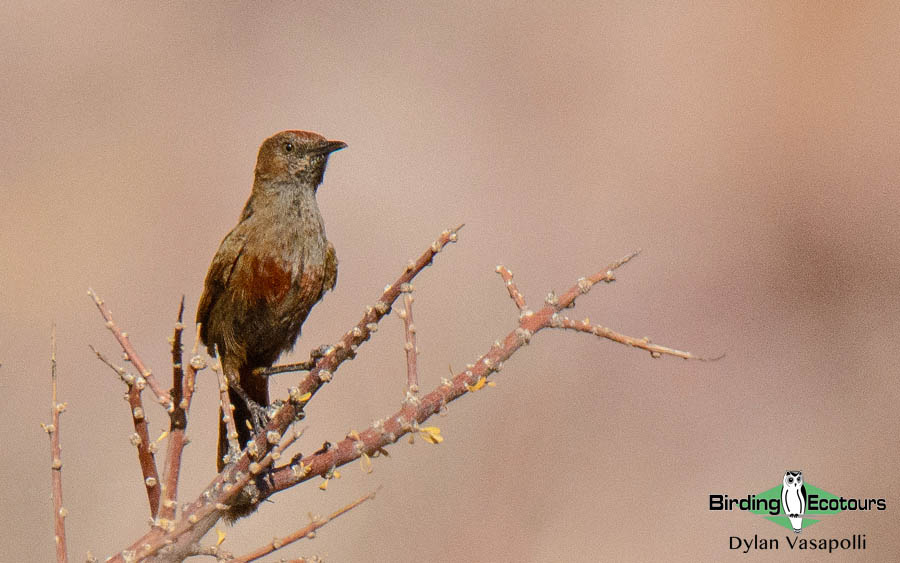 Endemic birds of South Africa