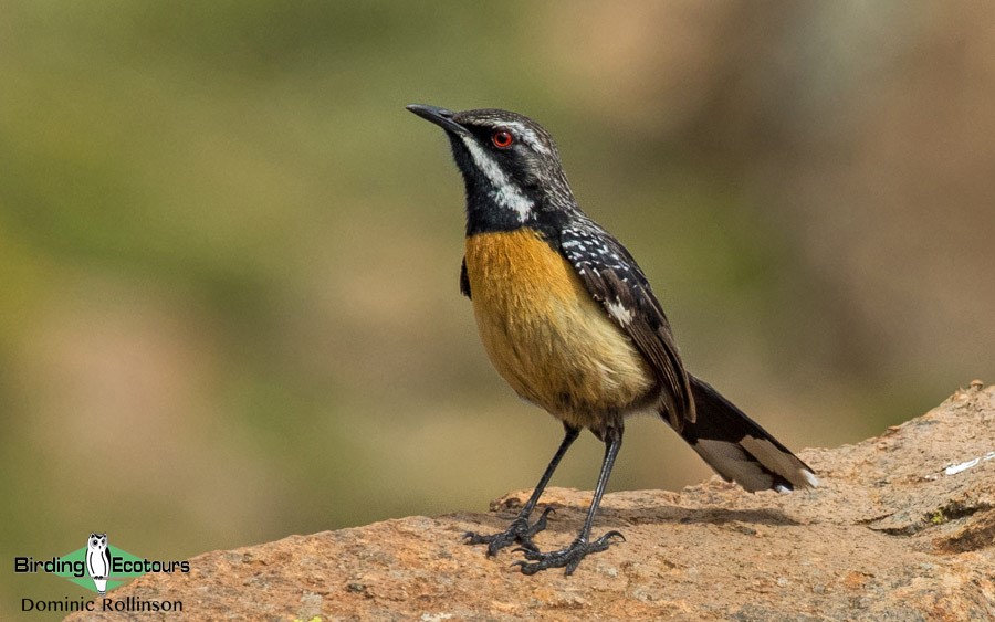 Endemic birds of South Africa