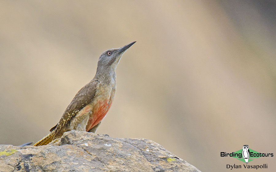 Endemic birds of South Africa