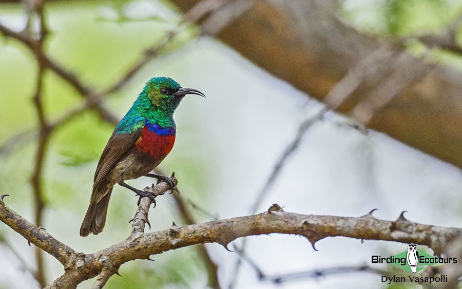 Endemic birds of South Africa