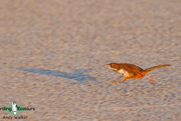 Southwestern Australia trip report