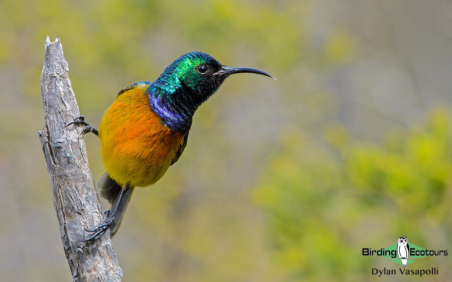 Endemic birds of South Africa