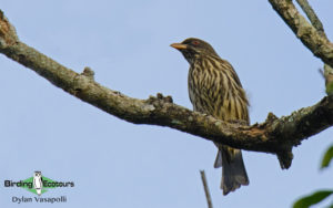 Neotropical birding tours