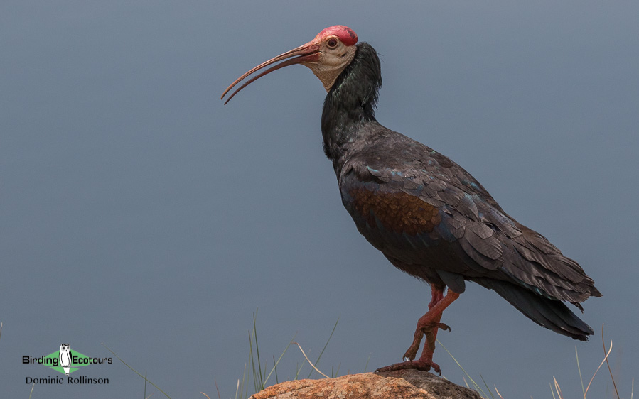 Endemic birds of South Africa