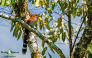 Argentina birding tours