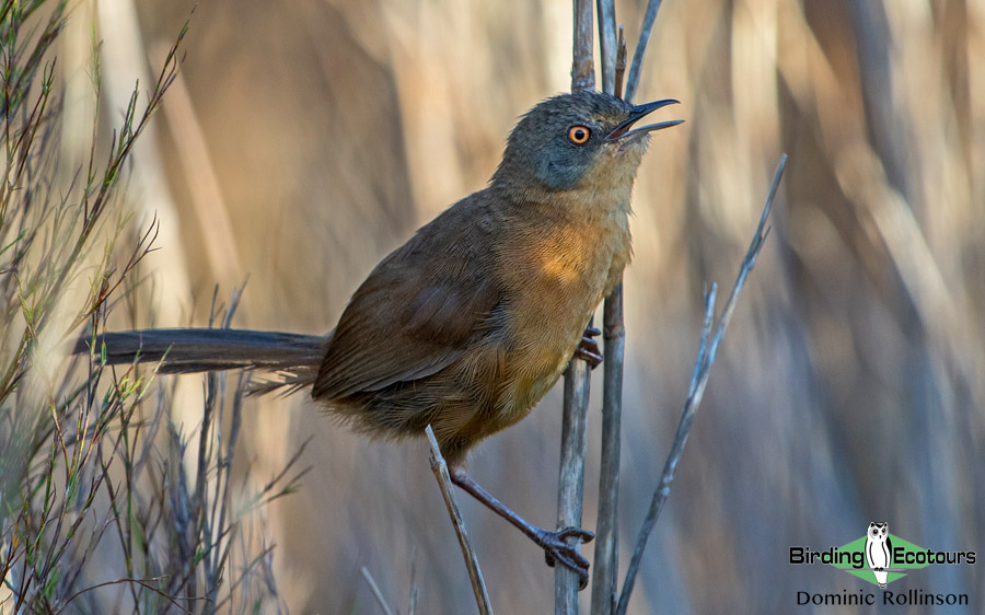 Endemic birds of South Africa