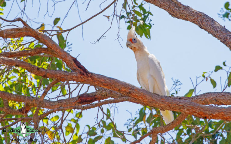 Birding Western Australia: Southwest Specialties - Birding Ecotours