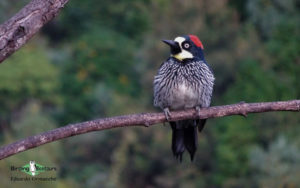 Guatemala birding tours