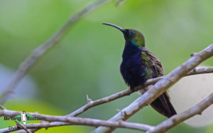 Dominican republic birding tours