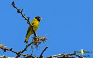 Dominican republic birding tours