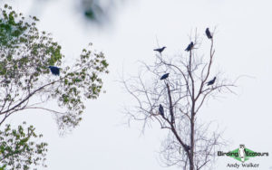 Sulawesi birding adventure