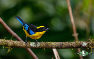 Colombian birding tours