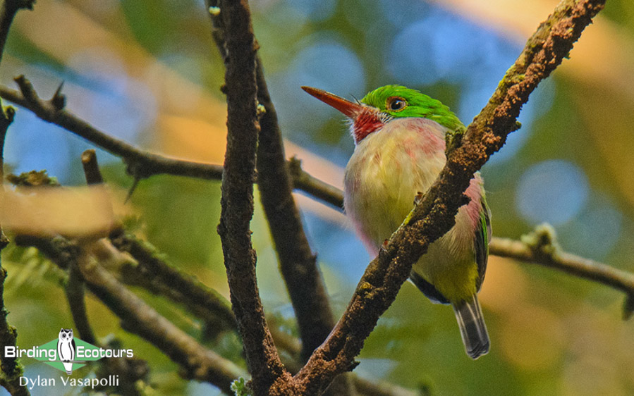 Dominican republic birding tours