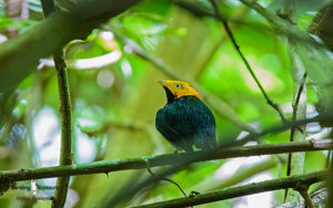 Panama birding tours