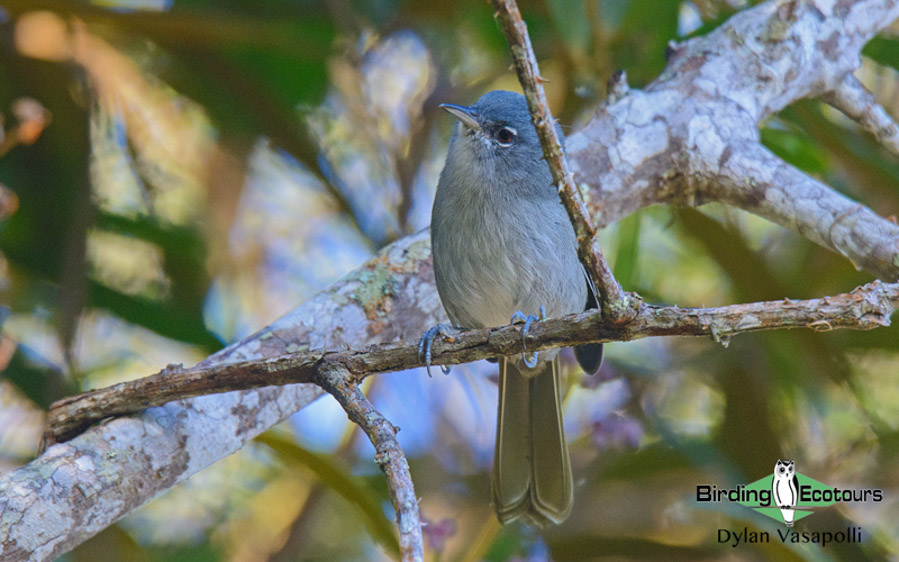 Dominican republic birding tours