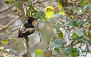 Central Thailand trip report