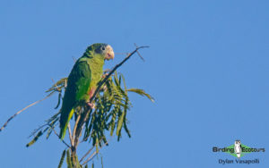 Dominican republic birding tours