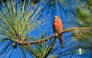 Dominican republic birding tours