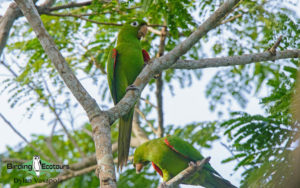 Dominican republic birding tours