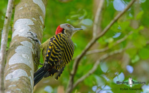 Dominican republic birding tours