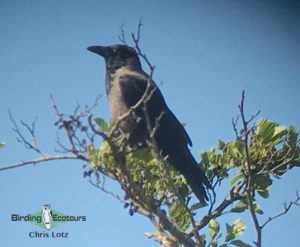 Birding in Norfolk