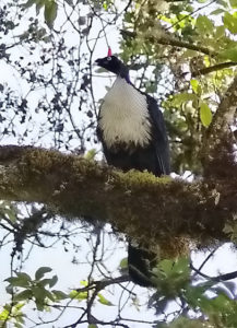 Guatemala birding tours