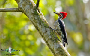 Guatemala birding tours