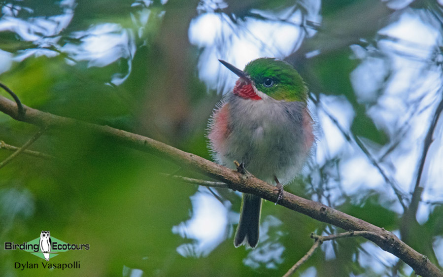 Dominican republic birding tours