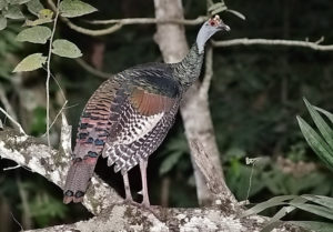 Guatemala birding tours