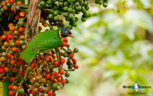 Ecuador birding tour