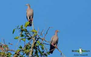 Dominican republic birding tours