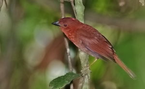 Guatemala birding tours