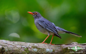 Dominican republic birding tours