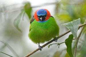 Brazil birding tours