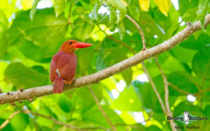 Sulawesi birding adventure