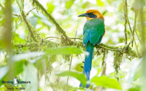 Colombian birding tours