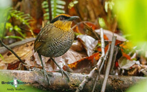 Ecuador birding tour