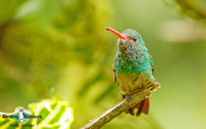 Colombian birding tours