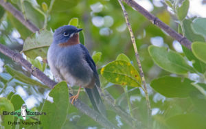 Jamaican birding tours