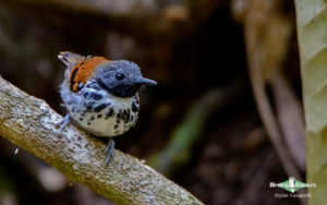 Panama birding tours