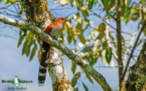 Guatemala birding tours