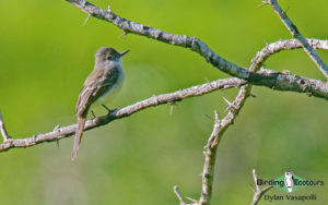 Dominican republic birding tours